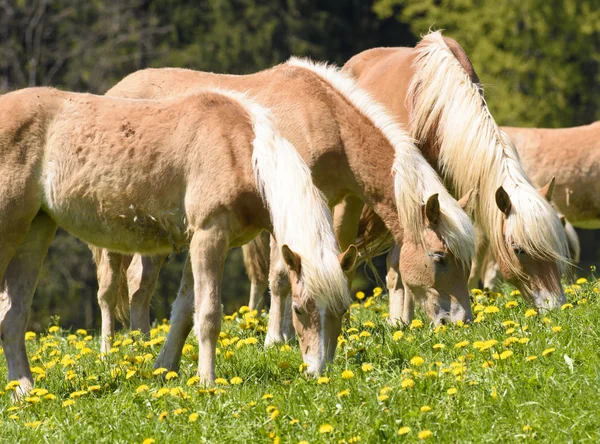 Häst rasen Haflinger — Stockfoto