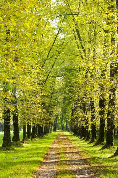 Baumallee in Bayern im Frühling — Stockfoto