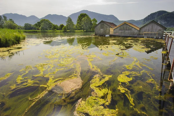 Floraison d'algues dans le lac — Photo