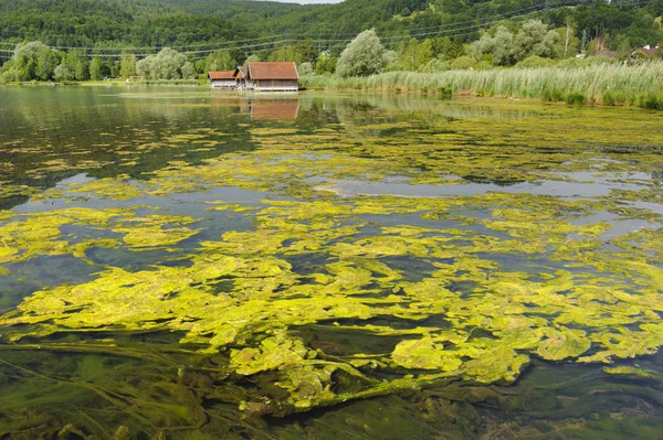 Algenbloei in lake — Stockfoto