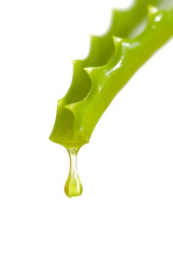 aloe vera bitki özü ile alternatif tıp