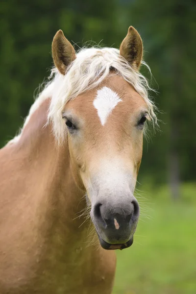 Haflinger Pferd mit Fohlen auf der Weide — Stockfoto