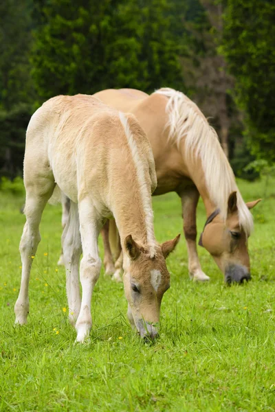 Haflinger häst med föl på ängen — Stockfoto