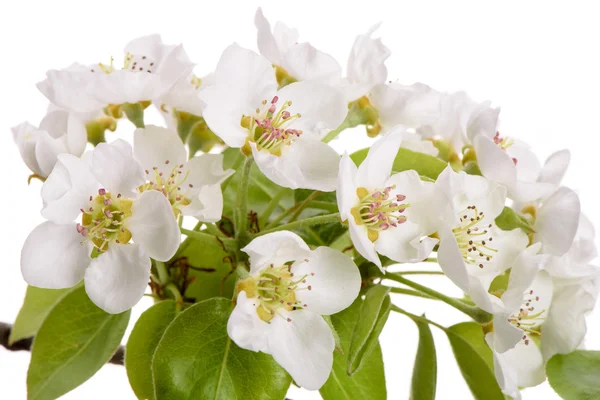 Bloom of pear tree — Stock Photo, Image