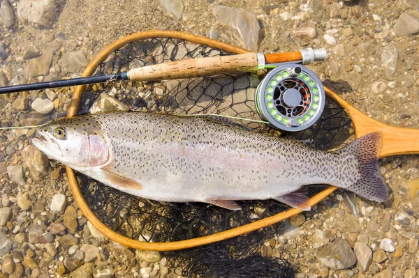 Trota a pesca a mosca — Foto Stock