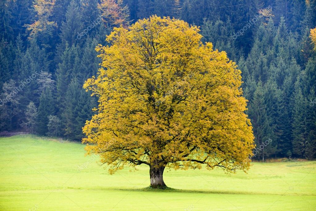 Single big old maple tree — Stock Photo © filmfoto 120104934