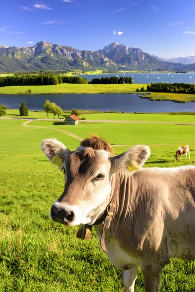 Paisaje en Baviera con vaca en el prado — Foto de Stock