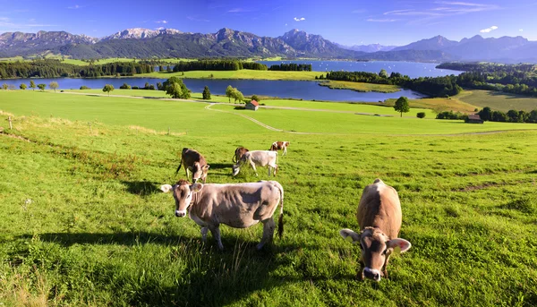 Paisaje panorámico en Baviera con manada de vacas — Foto de Stock