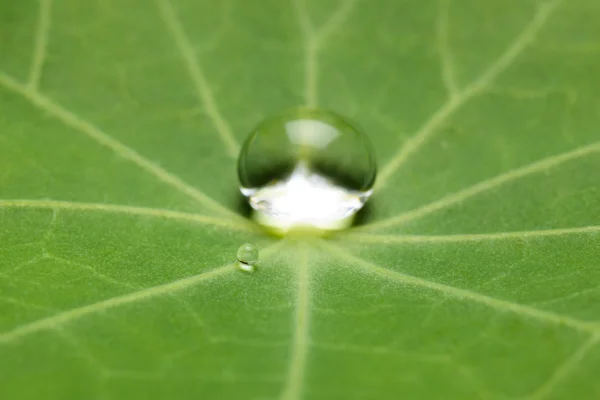 Lotuseffekt mit perlenden Wassertropfen auf der Oberfläche — Stockfoto