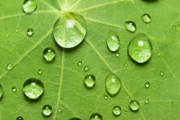 Lotuseffekt mit perlenden Wassertropfen auf der Oberfläche — Stockfoto