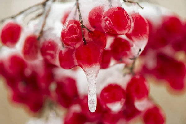 Zmrazené Červené Bobule Chrastítkem Chladném Zimním Dni — Stock fotografie