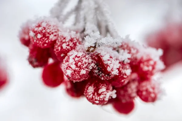 寒い冬の日には凍るような赤い果実 — ストック写真