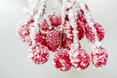 Soğuk kış gününde donmuş kırmızı böğürtlen