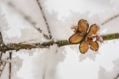 Soğuk kış gününde yaprakların üzerinde donmak