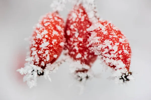 Zmrazené Červené Bobule Chrastítkem Chladném Zimním Dni — Stock fotografie