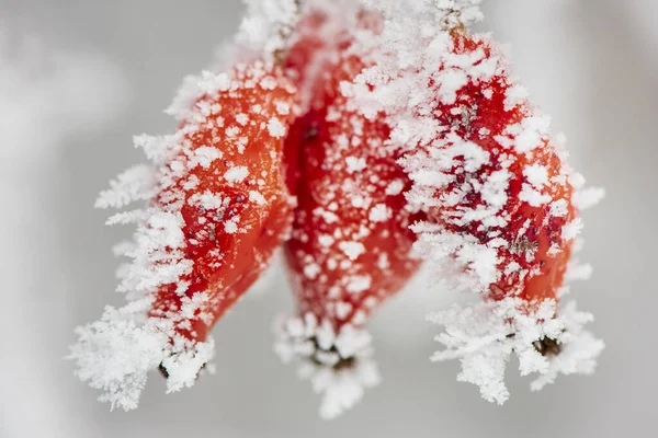 Frozen Red Berries Hoarfrost Cold Winter Day — Stock Photo, Image