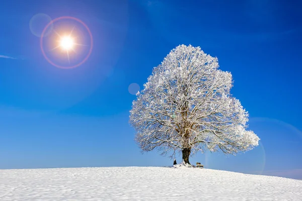 Einzelne Große Linde Winter Bei Schnee Und Frost — Stockfoto