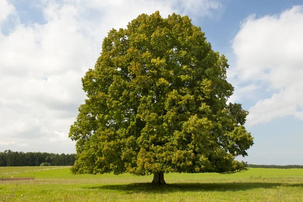 Enkele Grote Oude Loofboom Weide Lente — Stockfoto