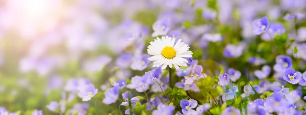 Ampla Vista Ângulo Para Flores Margarida Primavera Com Raios Sol — Fotografia de Stock