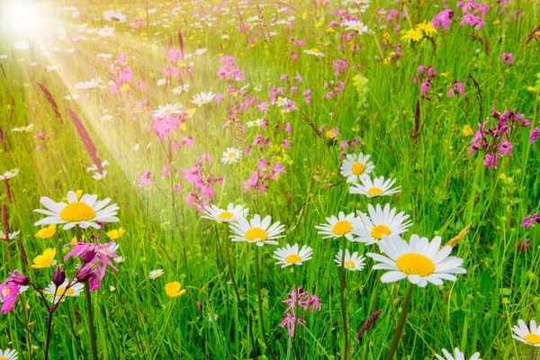 Széles Látószög Kilátás Nyílik Virágok Tavasszal Napsugarak — Stock Fotó
