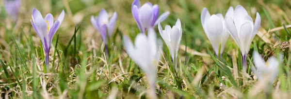 Vidvinkel Till Krokus Blommor Våren Med Solstrålar — Stockfoto