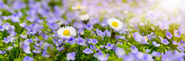 Groothoek Uitzicht Madeliefje Bloemen Het Voorjaar Met Zonnestralen — Stockfoto