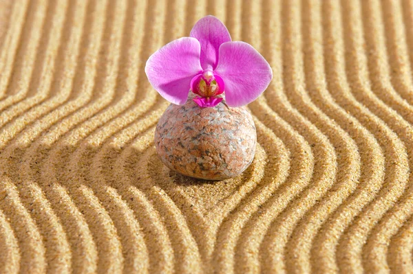 Japanischer Zen Garten Mit Orchideenblume Strukturierten Sand — Stockfoto