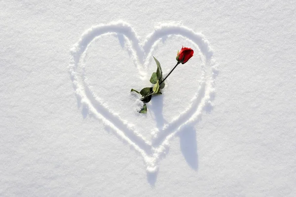 Forma Cuore Sciarpato Nella Neve Con Rosa Rossa — Foto Stock