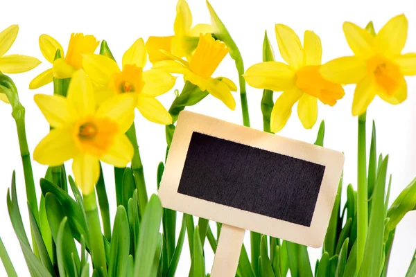 Tulip Flowers Present — Stock Photo, Image