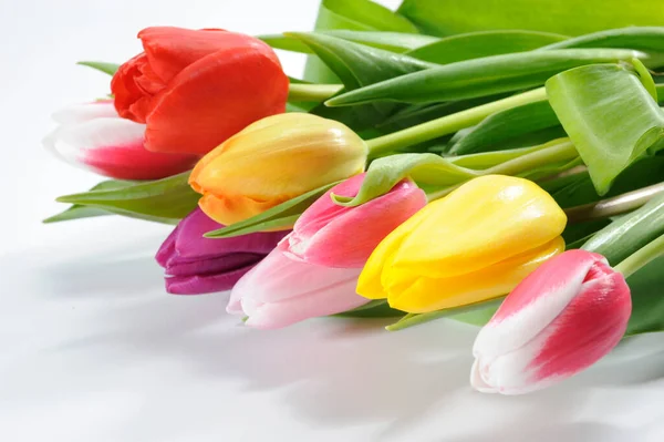 Tulip Flowers Present — Stock Photo, Image