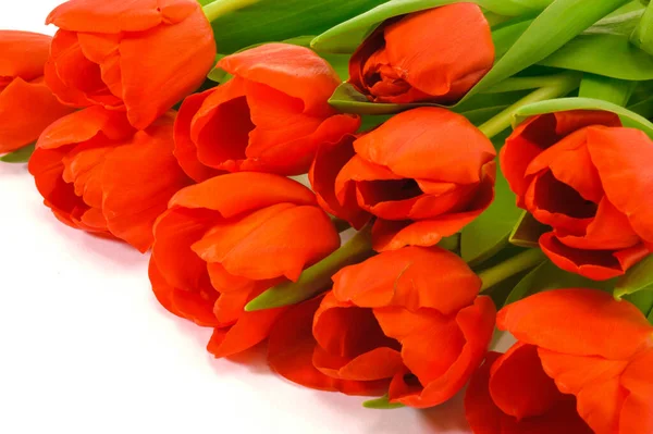 Flores Tulipa Como Presente — Fotografia de Stock
