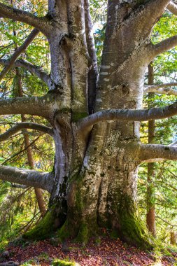 Ormanda sonbaharda tek bir büyük kayın ağacı