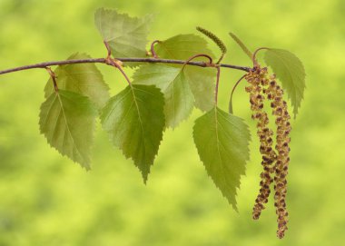 Huş ağacının çiçek açan çiçekleri polenle