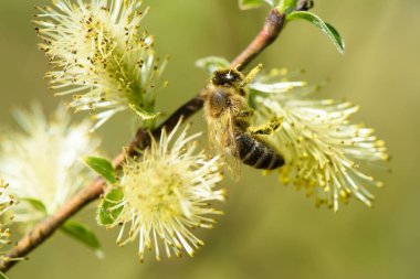 Söğüt ağacının çiçek açan kadifeleri polenle