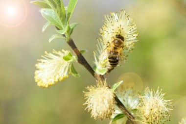 Söğüt ağacının çiçek açan kadifeleri polenle