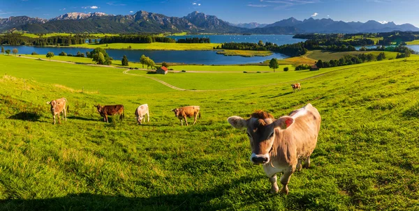 Hermoso Paisaje Rural Baviera Con Cordillera Prado Primavera — Foto de Stock