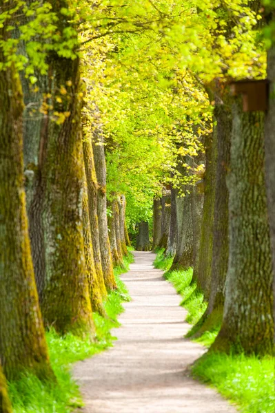 Kleiner Fußweg Durch Eichenallee — Stockfoto