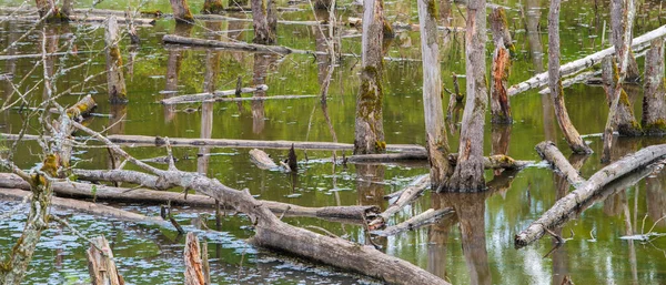 Biotoop Met Boomstronken Het Water — Stockfoto