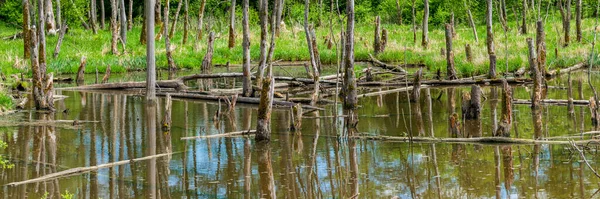 Biotoop Met Boomstronken Het Water — Stockfoto