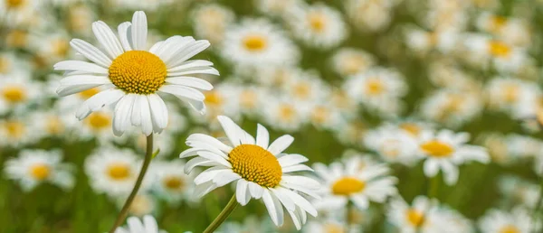 Bloeiende Marguerite Weide Het Voorjaar — Stockfoto