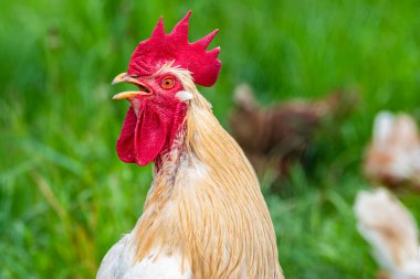 Açık havada tavuk.