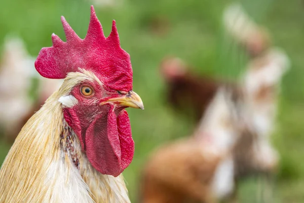 Pollo Campo Libre Aire Libre — Foto de Stock