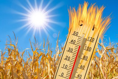 Yazın yüksek sıcaklık ve susuzluk ile sıcaklık