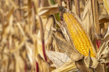 Yazın yüksek sıcaklık ve susuzluk ile sıcaklık