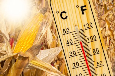 Yazın yüksek sıcaklık ve susuzluk ile sıcaklık