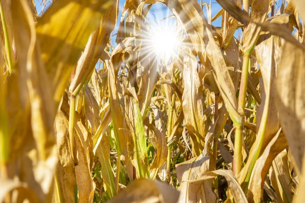 Calor Verão Com Alta Temperatura Falta Água — Fotografia de Stock