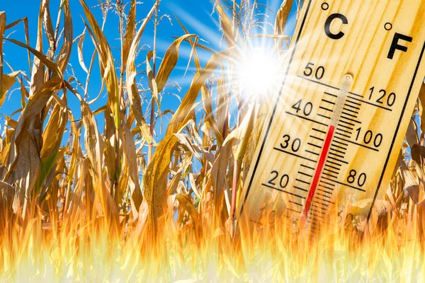 Calore Estate Con Temperature Elevate Mancanza Acqua — Foto Stock