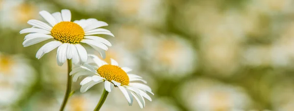 Bloeiende Marguerite Weide Het Voorjaar — Stockfoto