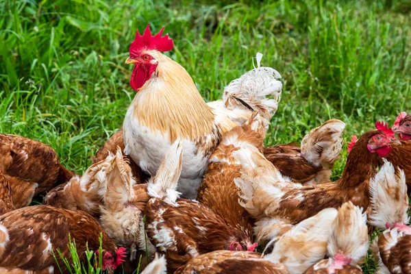 Pollo Campo Libre Aire Libre — Foto de Stock