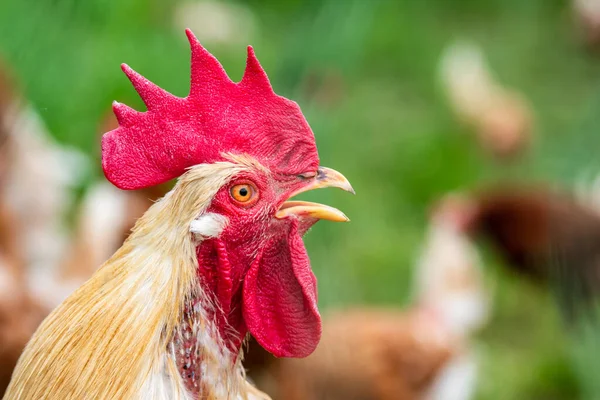 Pollo Campo Libre Aire Libre — Foto de Stock